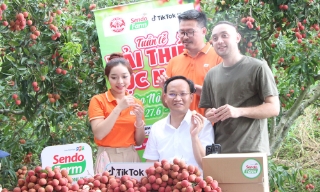 Bắc Giang: Lãnh đạo tỉnh livestream tiêu thụ vải thiều
